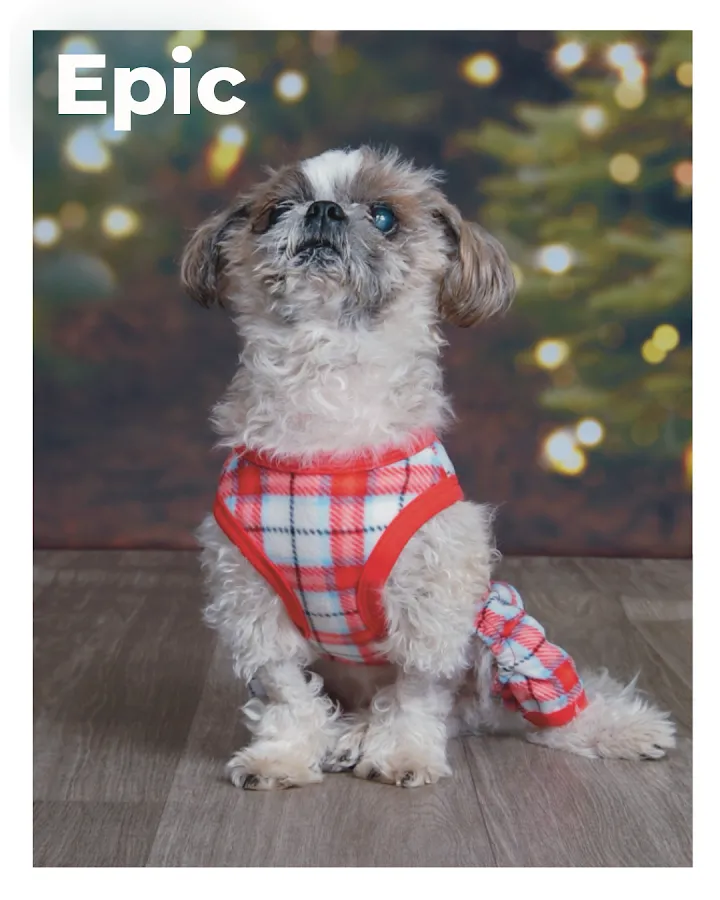 HolisticalVets LLC photo 3