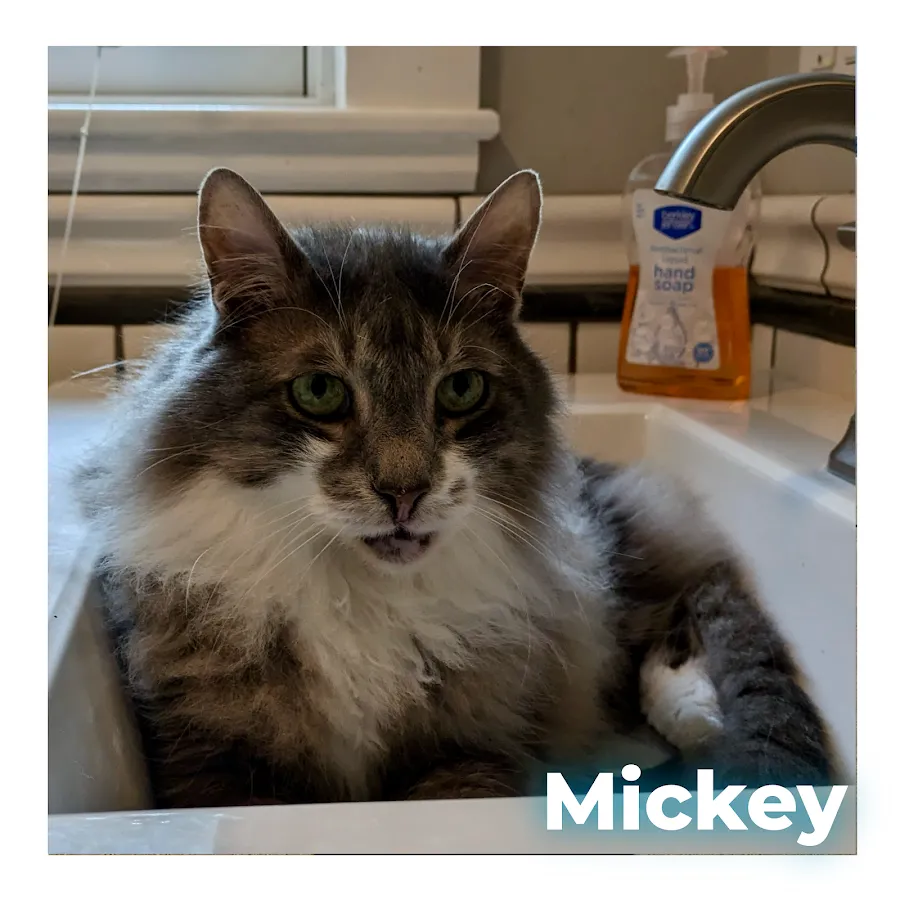 HolisticalVets LLC photo 4