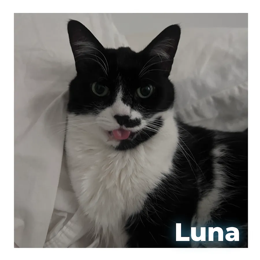 HolisticalVets LLC photo 5