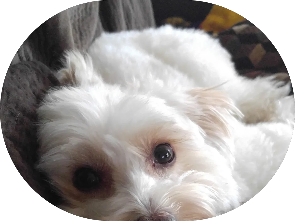 Holland Heating & Air Conditioning, Inc photo 3