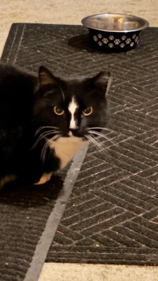 Homeward Bound Pet Adoption Center photo 2