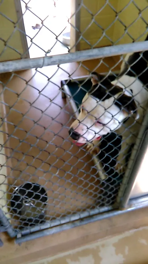 Homeward Bound Pet Adoption Center photo 3