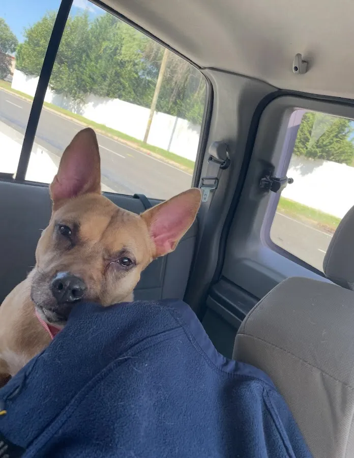 Homeward Bound Pet Adoption Center photo 4