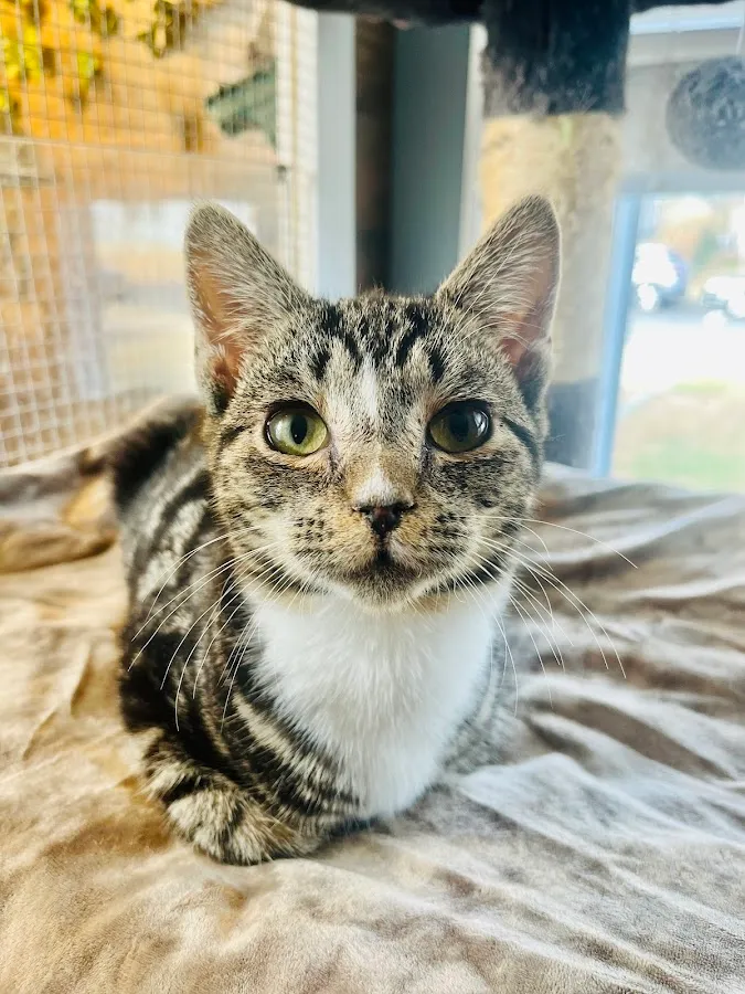 Homeward Bound Pet Adoption Center photo 5