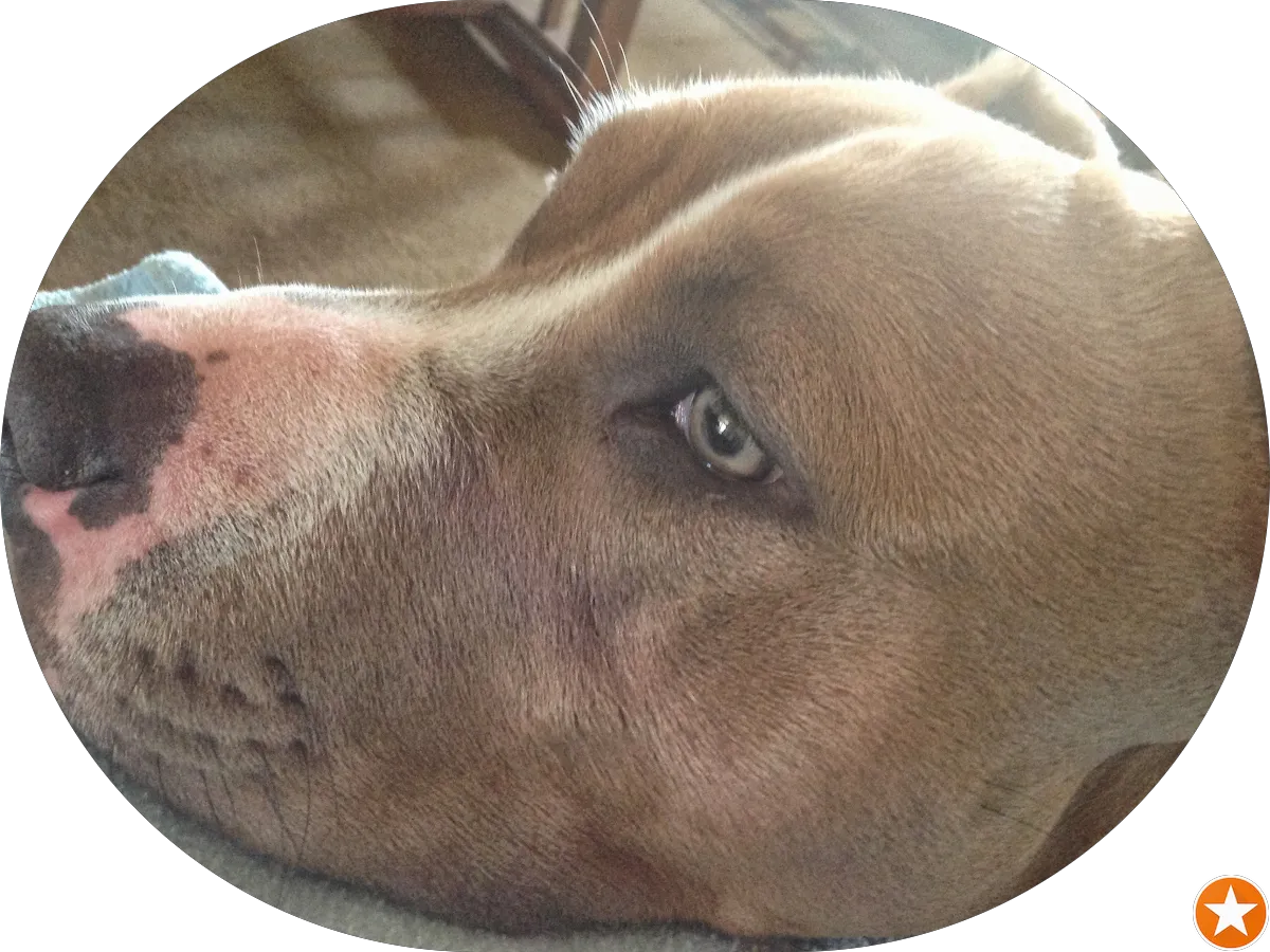 Howard Hammer, PsyD photo 2