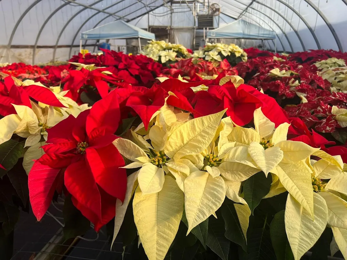 Huffman Farms & Greenhouses