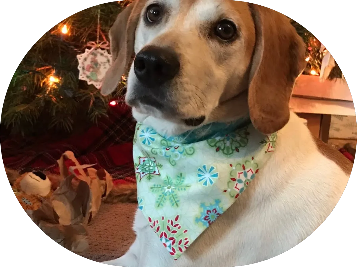 Impact Roofing photo 5