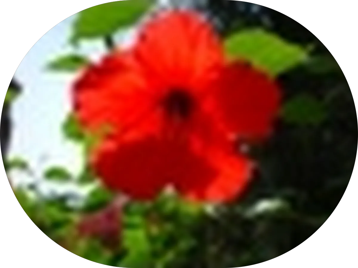 J Walker Pierson Insurance