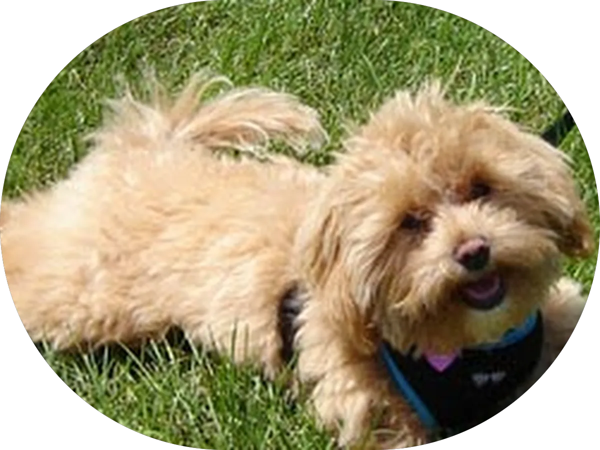 James Morocco Electrical Contractor photo 4