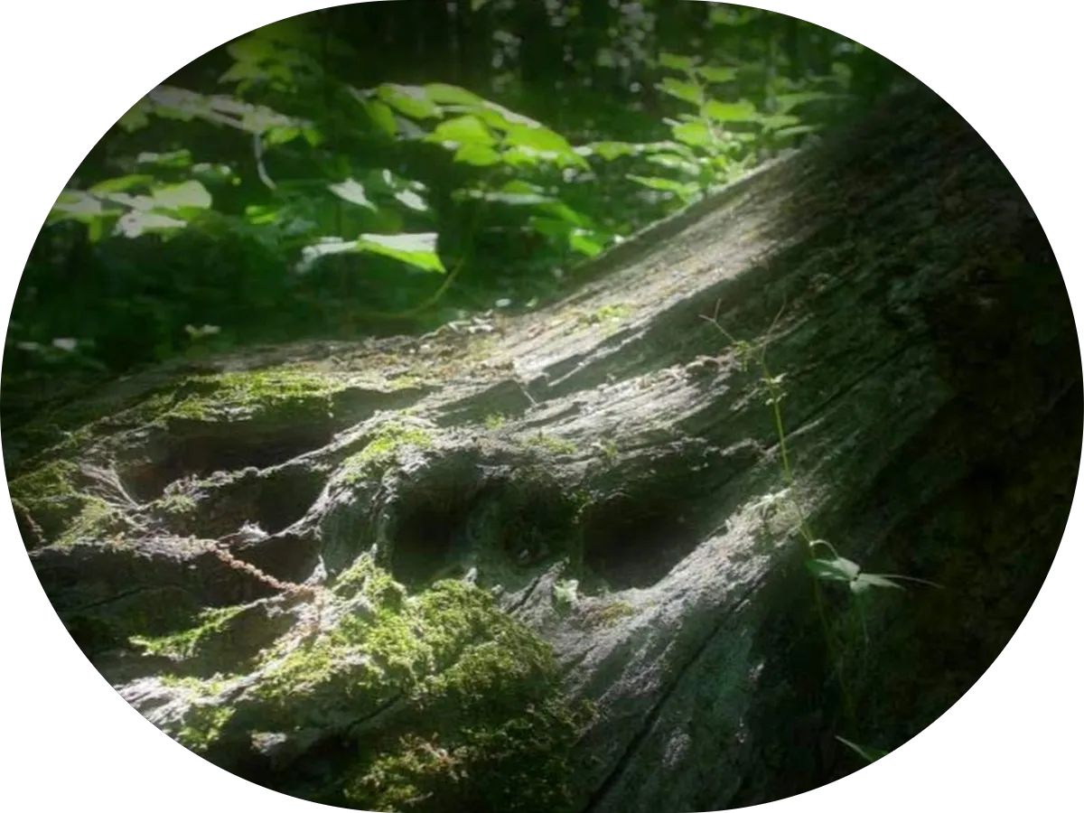 Jay's janitorial service llc photo 5