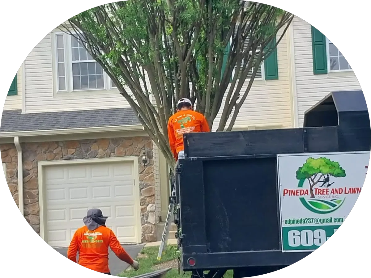 Jc tree & lawn llc photo 5