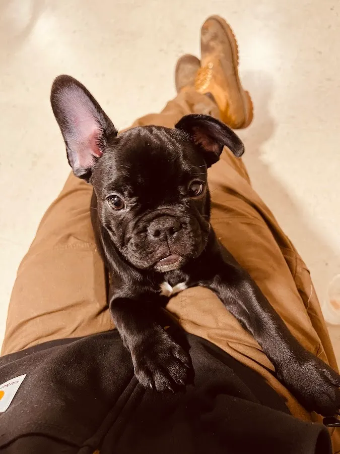 Jeffrey B. Bell, MS, VMD