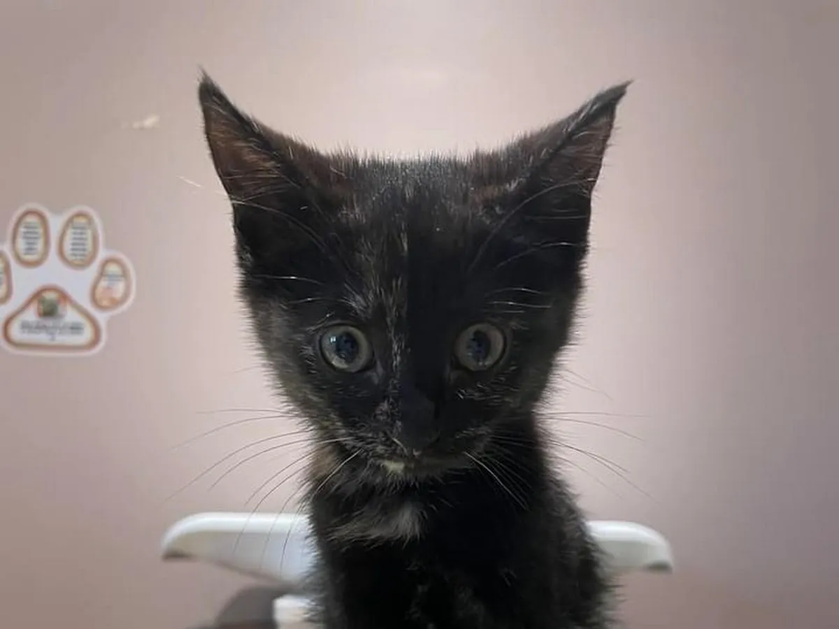 Jeffrey B. Bell, MS, VMD photo 5