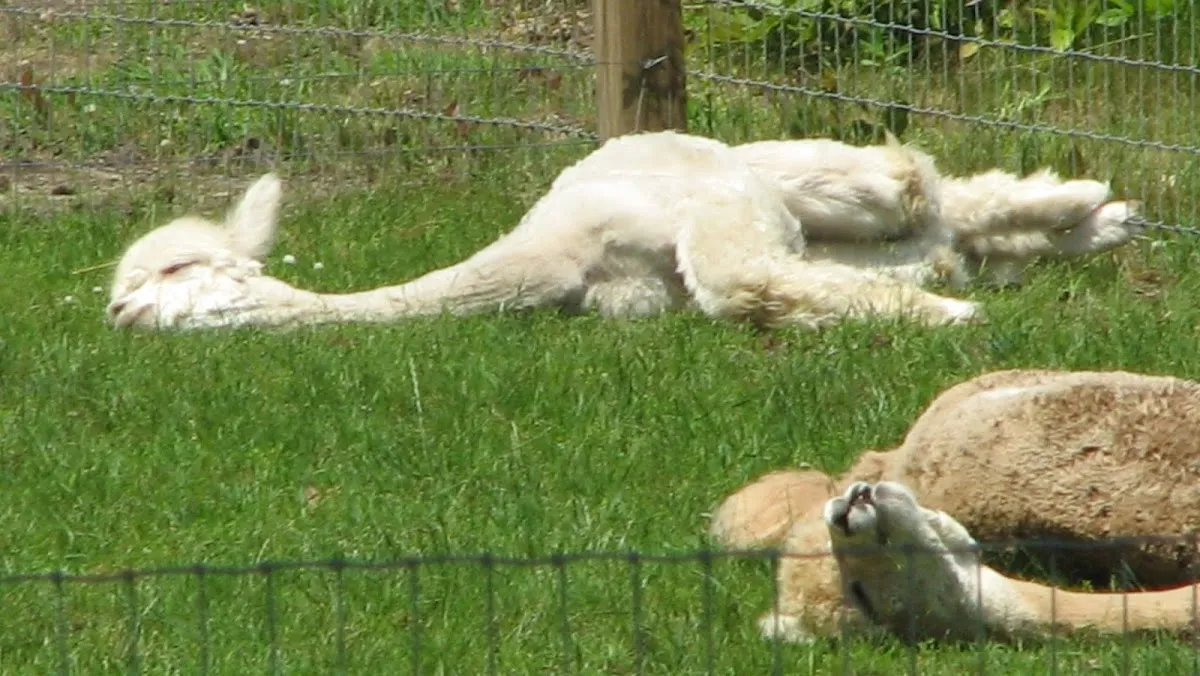 Jersey Shore Alpacas