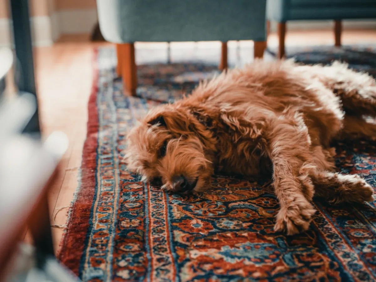 Jess James Rug Cleaning and Repair