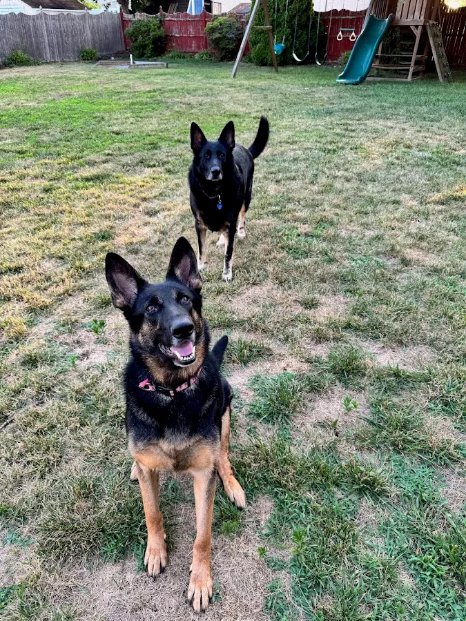 Jessie’s Happy Paws LLC