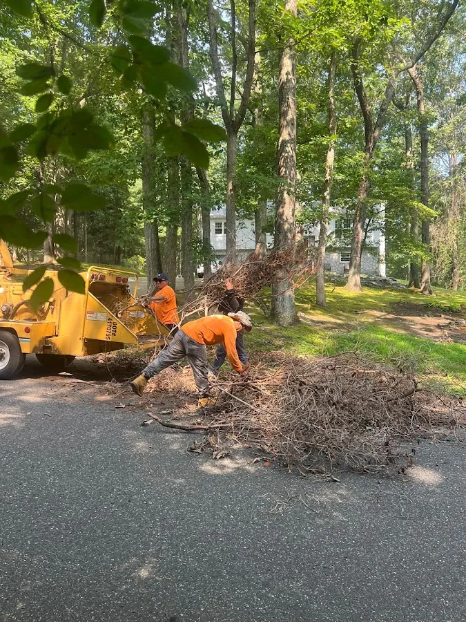 Jireh’s Tree Service and Landscaping LLC photo 2