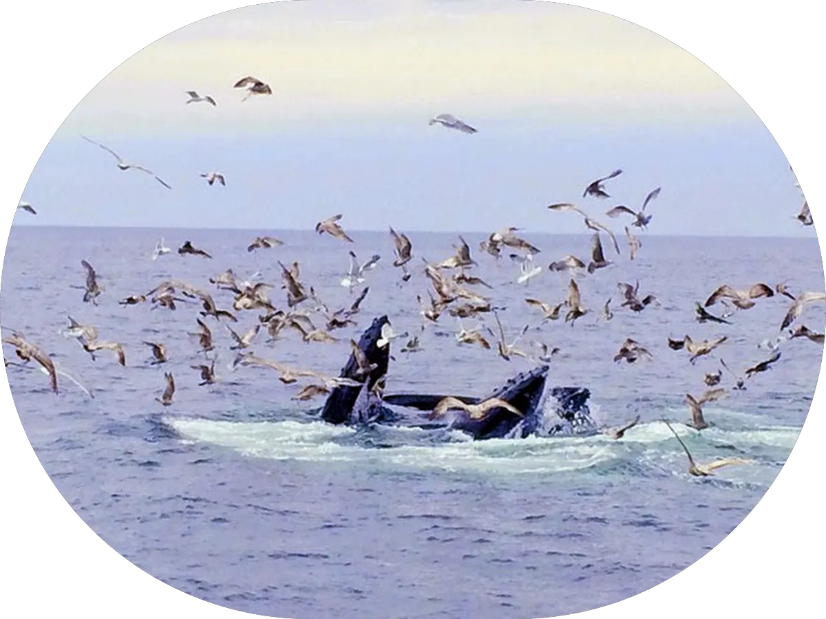 Joanne Cheng NJ Realtor- Ridgewood, Bergen & More photo 4