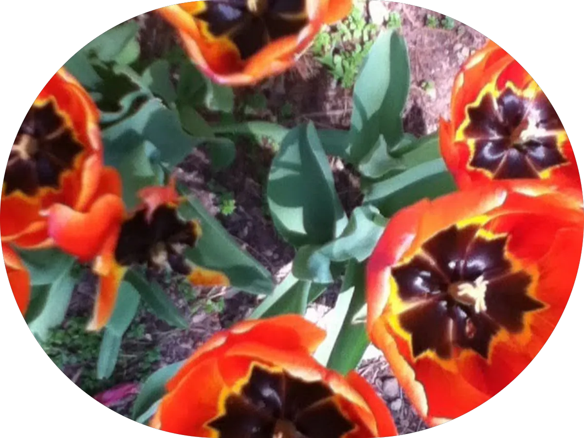 Joanne Cheng NJ Realtor- Ridgewood, Bergen & More photo 5