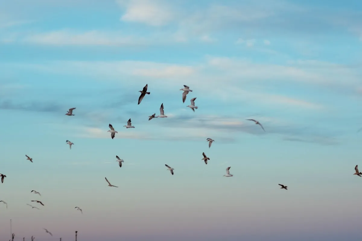 Joelle Star Media LLC