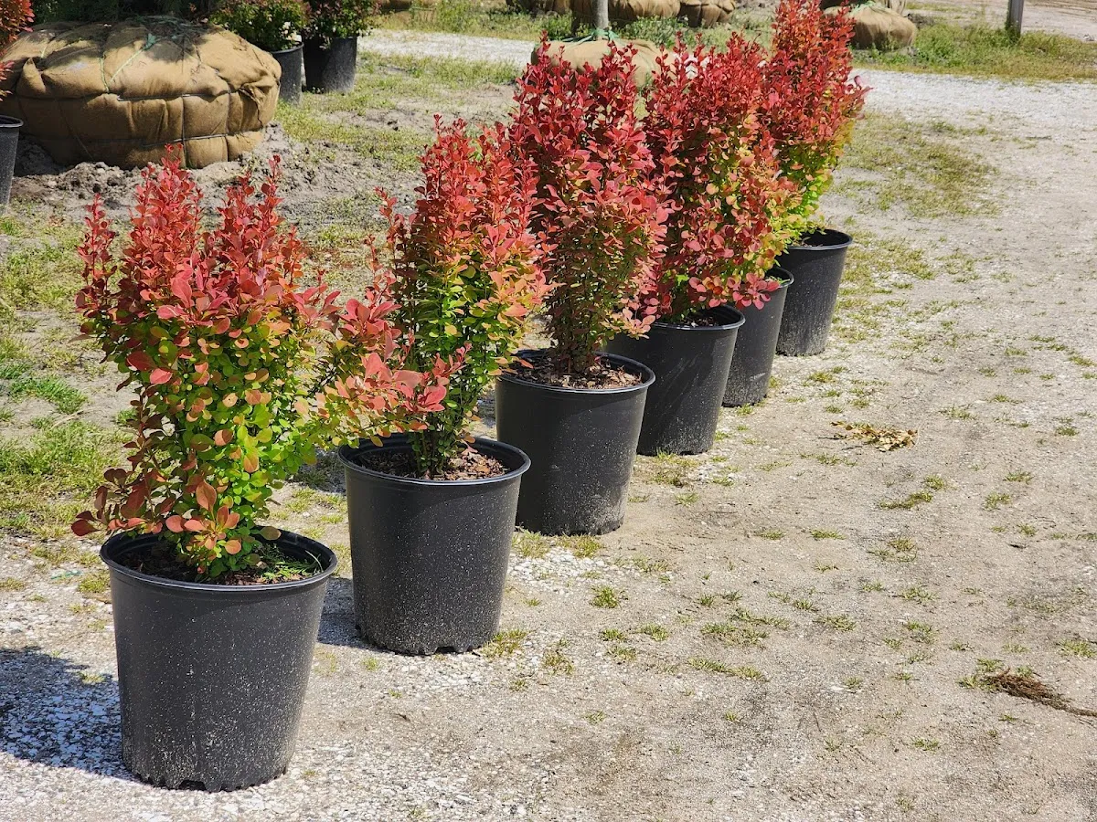 Jones Nursery photo 3