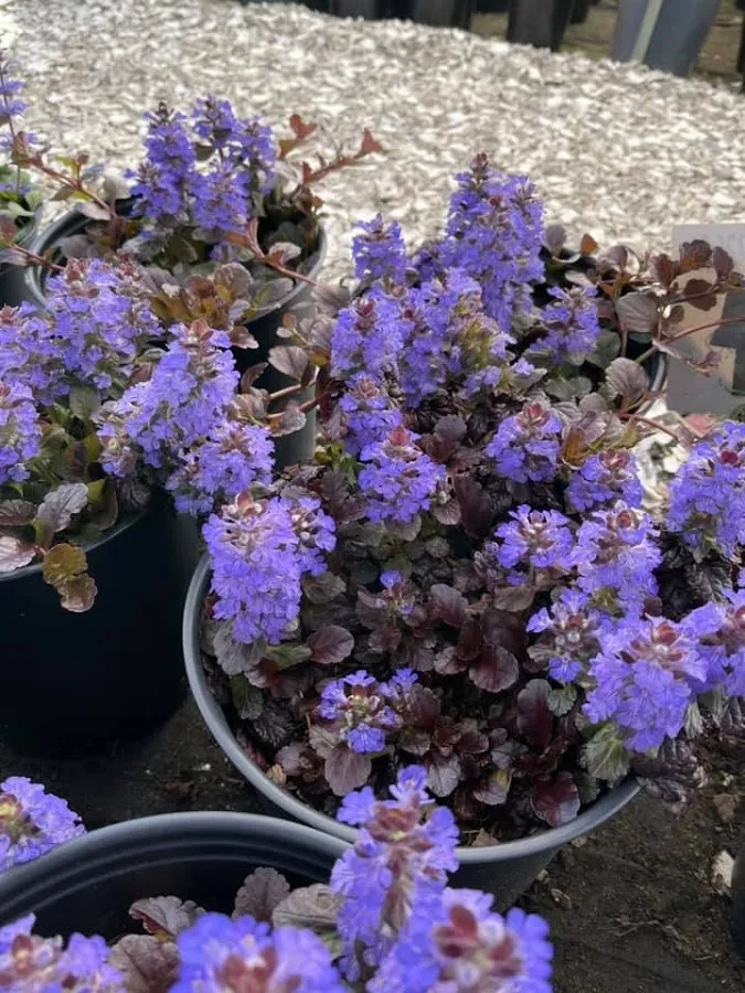 Jones Nursery photo 4