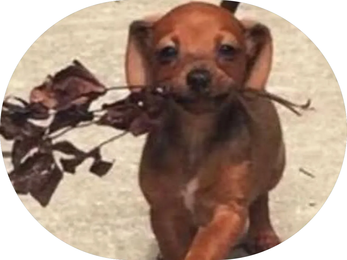 JOSE SANTOS LANDSCAPING LLC photo 2