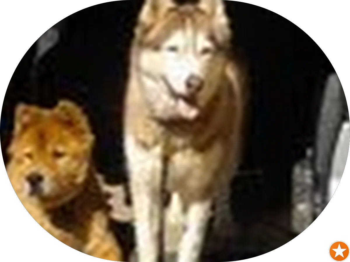 Joyce Jr Donald L CPA