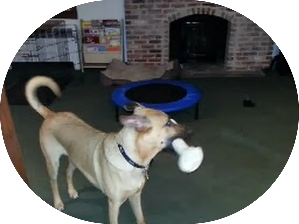 JVC Mobile Autospa LLC photo 4