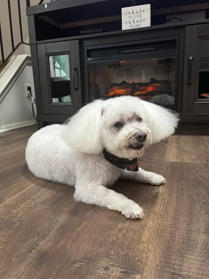 Karen's Diva Dog Pet Spa photo 2