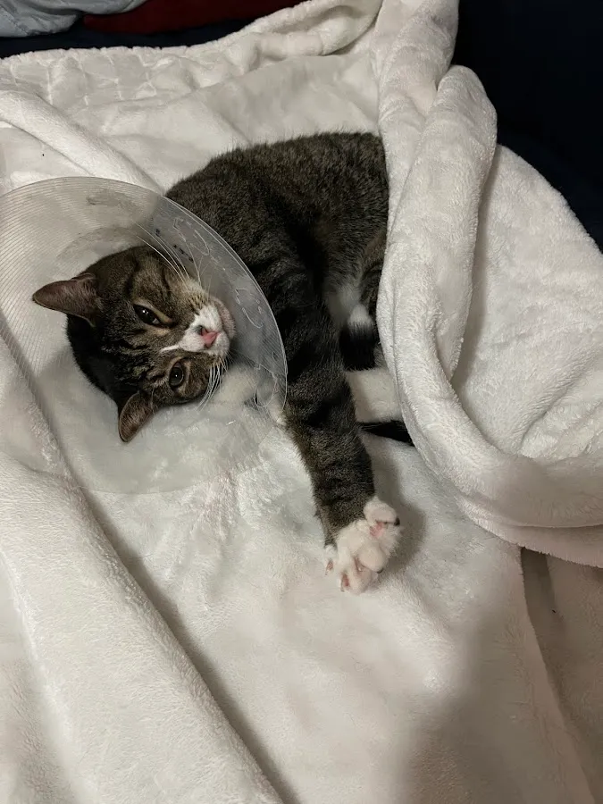 Kenilworth Animal Hospital