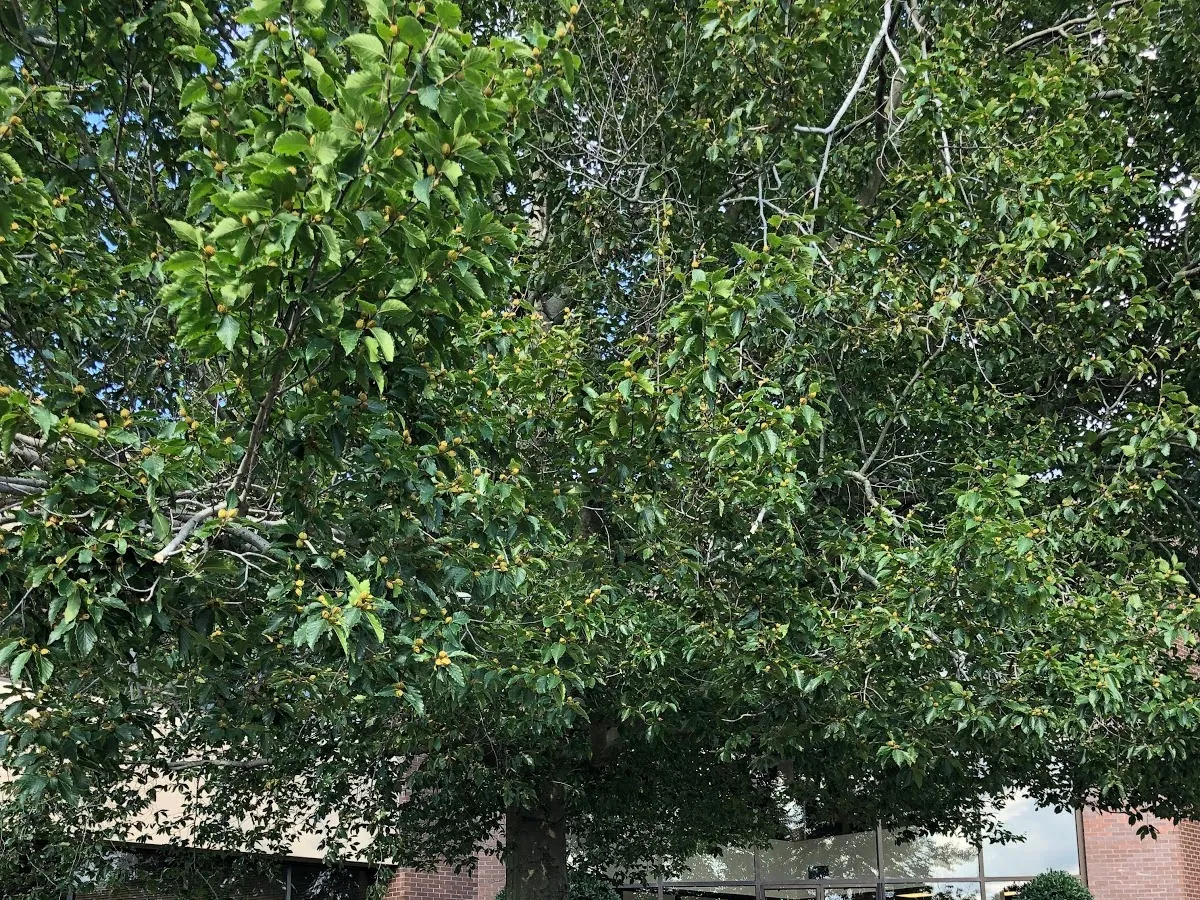 Keystone Information Systems