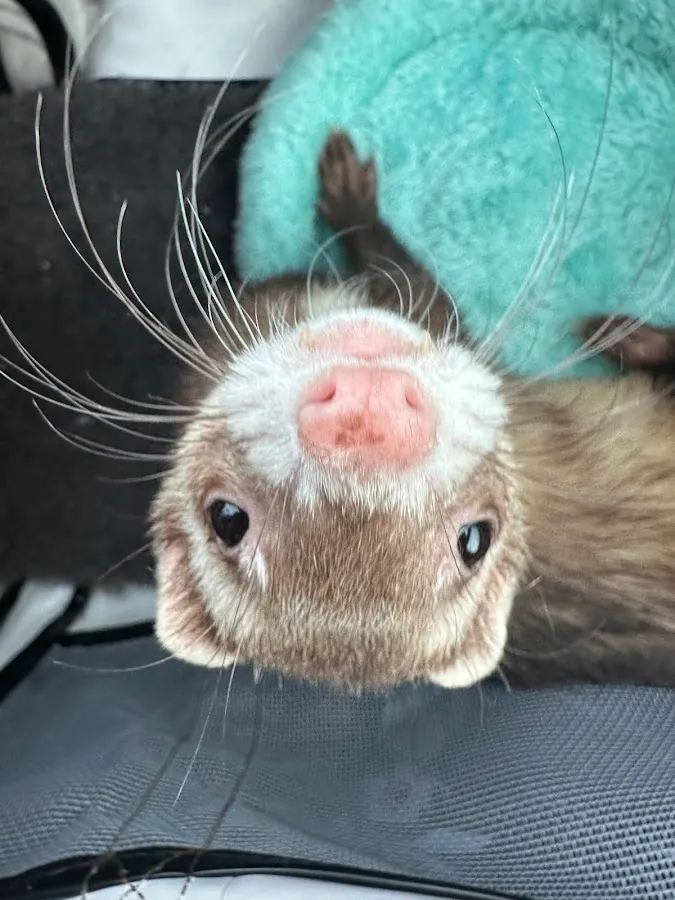 Kimberly’s Pampered Pets ( under new Owner)