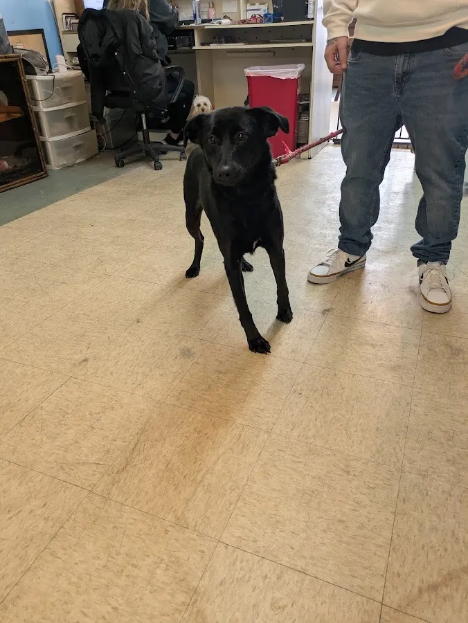 Kimberly’s Pampered Pets ( under new Owner) photo 2