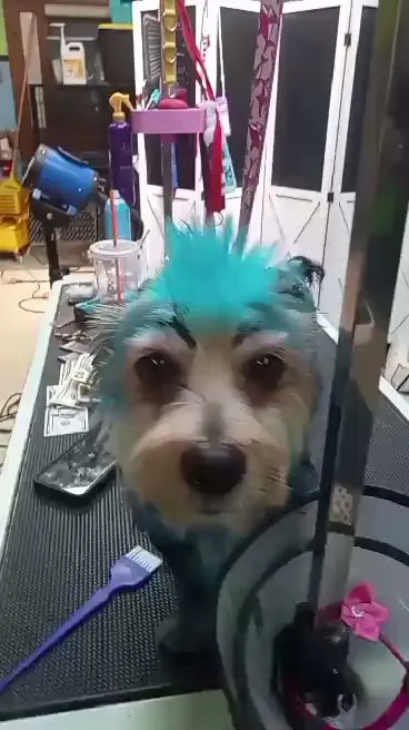 Kimberly’s Pampered Pets ( under new Owner) photo 3