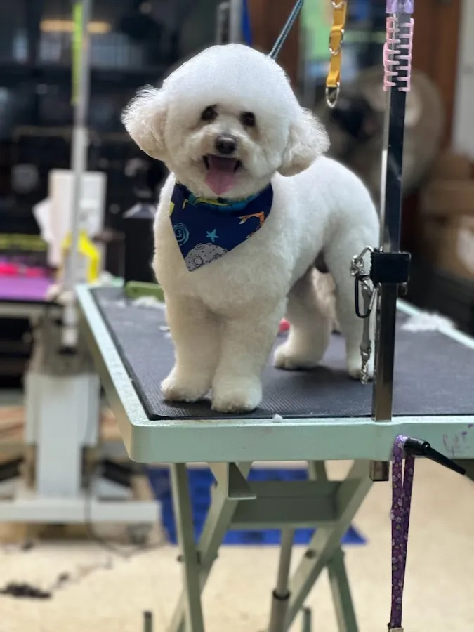 Kimberly’s Pampered Pets ( under new Owner) photo 5