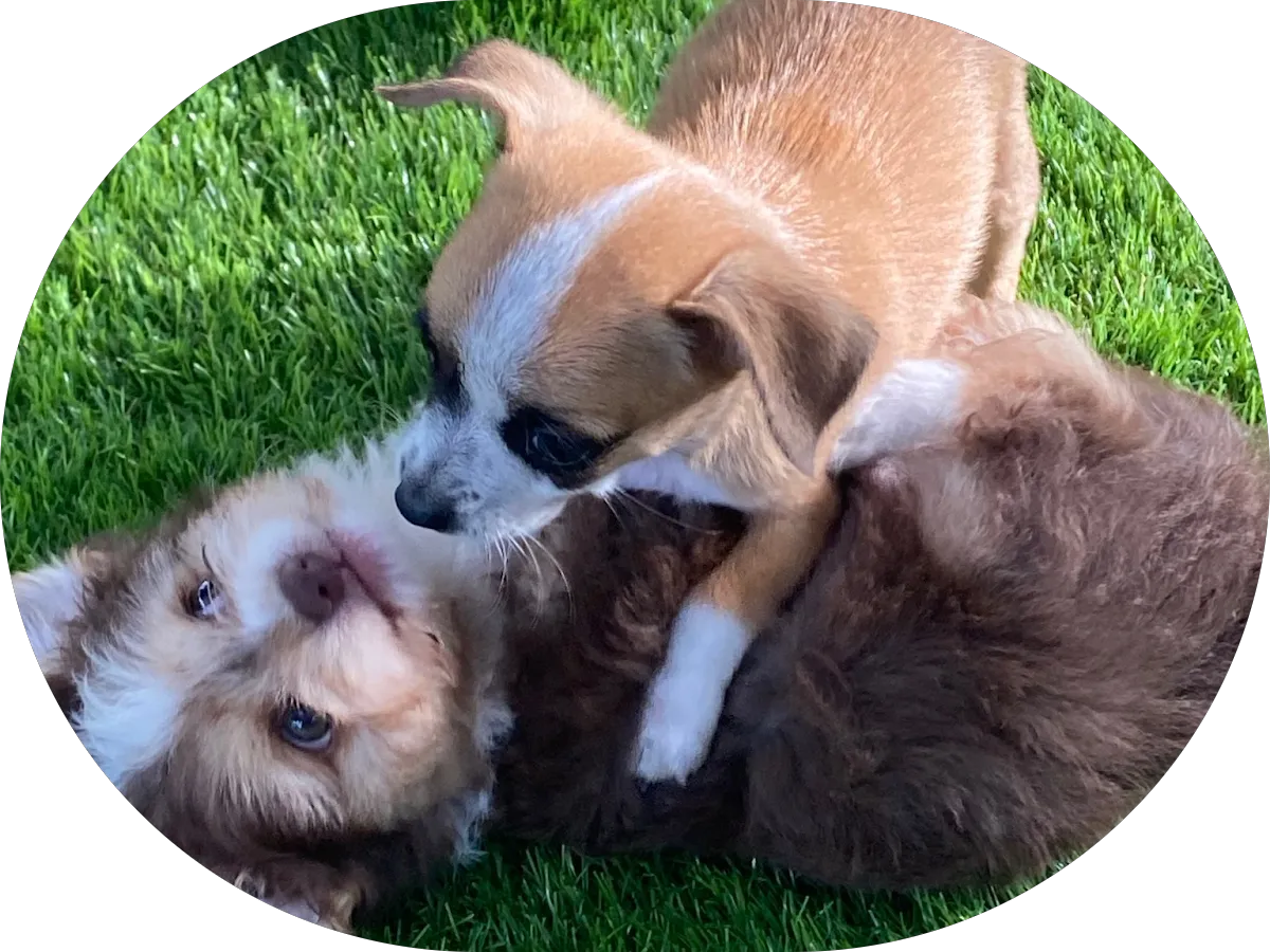 King Auto Detailing LLC photo 5