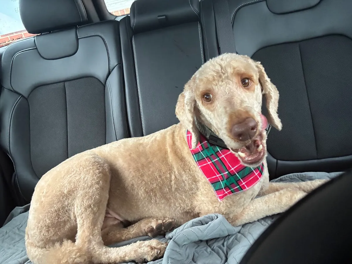 LaPaw Grooms - Dog Grooming