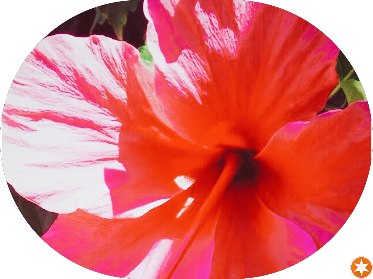 Latino Beauty Salon photo 4