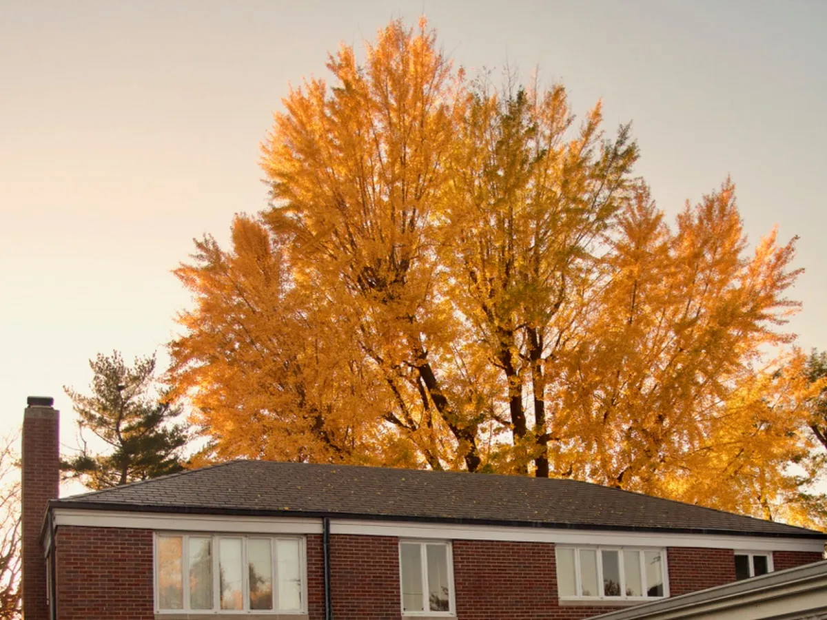 Laura J. Rothman, LCSW photo 2