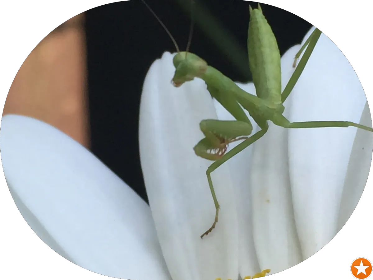 Laurel Oak Landscaping photo 3