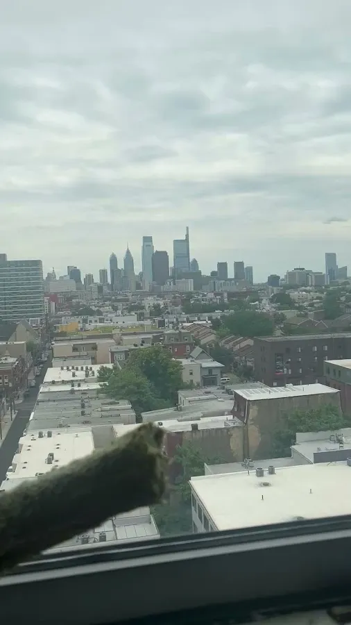 Laurel Window Cleaning LLC photo 3