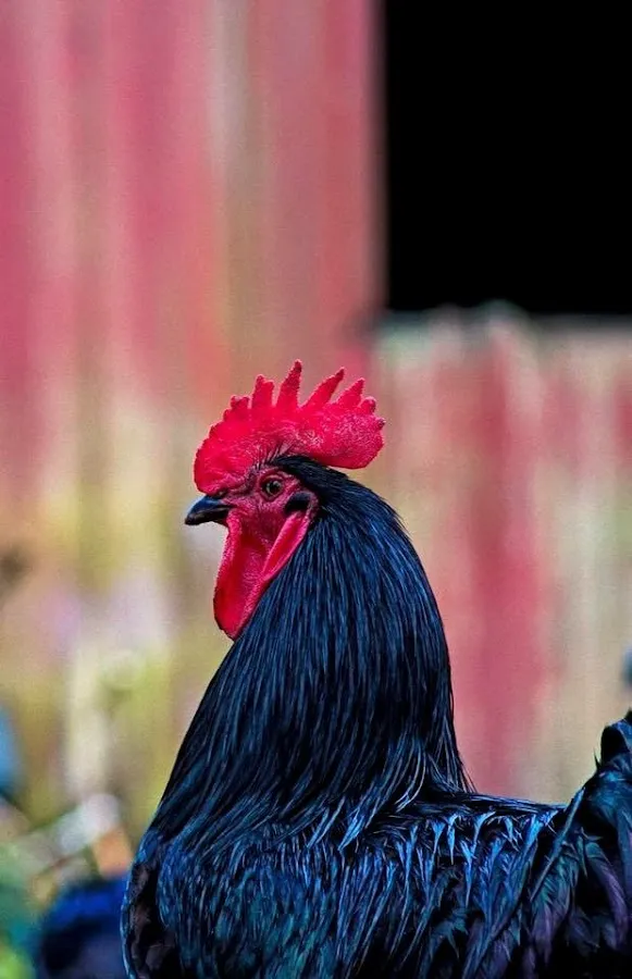 LAW OFFICE OF MICK CASTAGNA, LLC