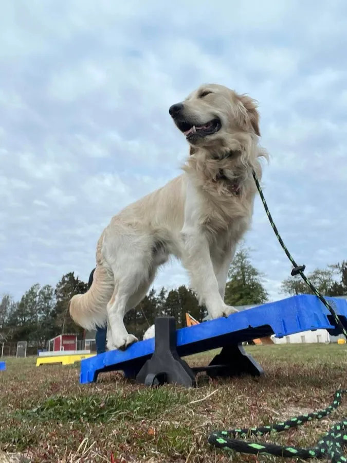 Lead The Way Dog Training