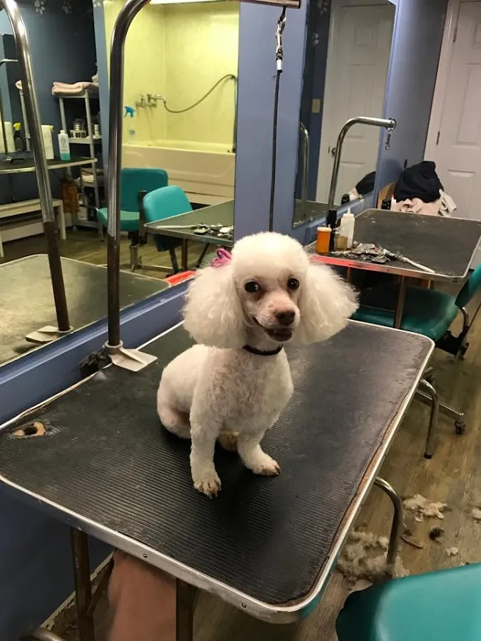 Lee's Dog Grooming photo 2