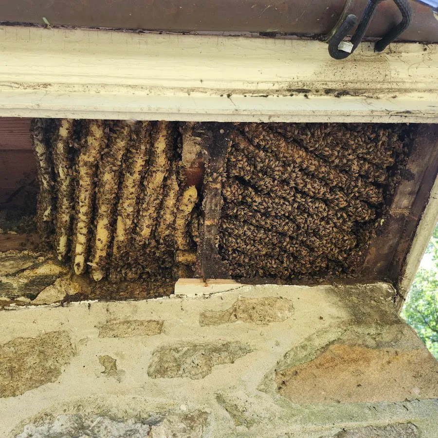Liberty Bell Beekeepers photo 4