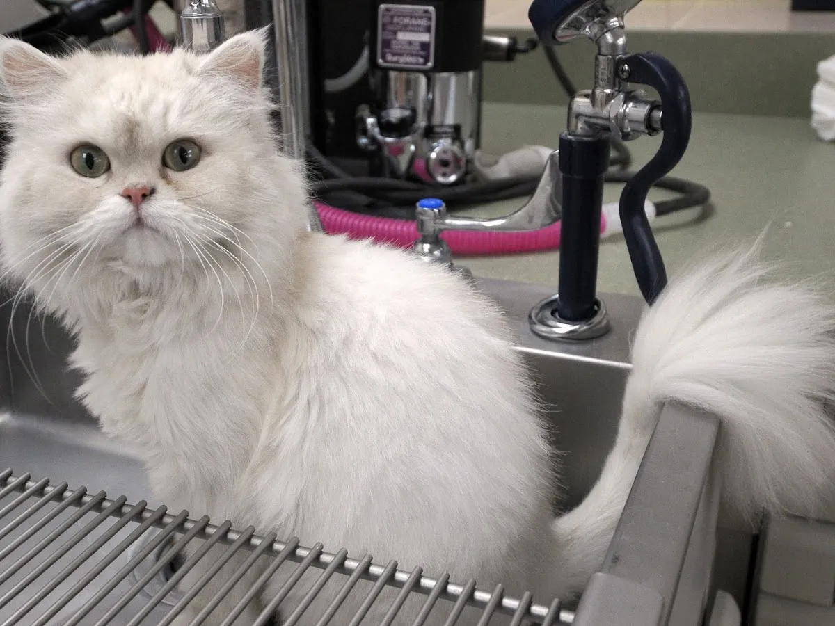 Lincoln Avenue Cat & Dog Hospital