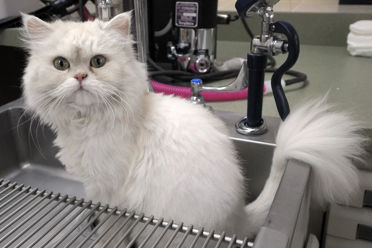 Lincoln Avenue Cat & Dog Hospital photo 2