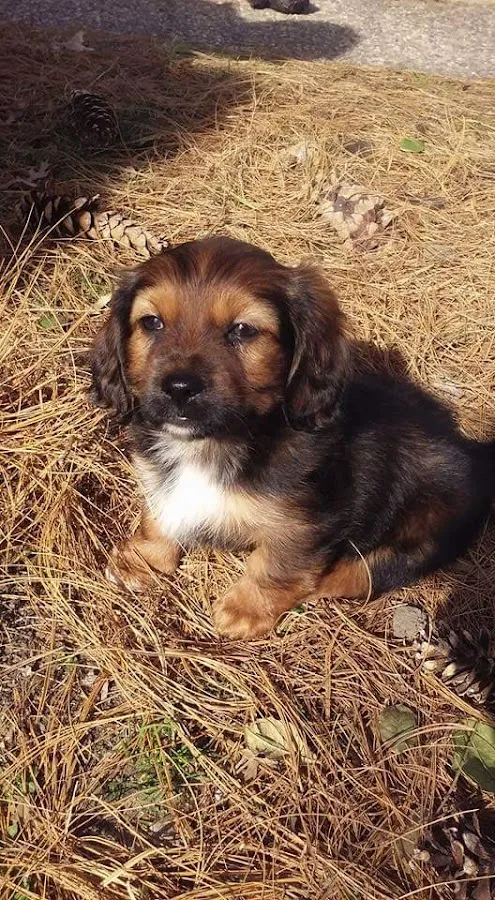 LJ's Pet Grooming & Services, llc