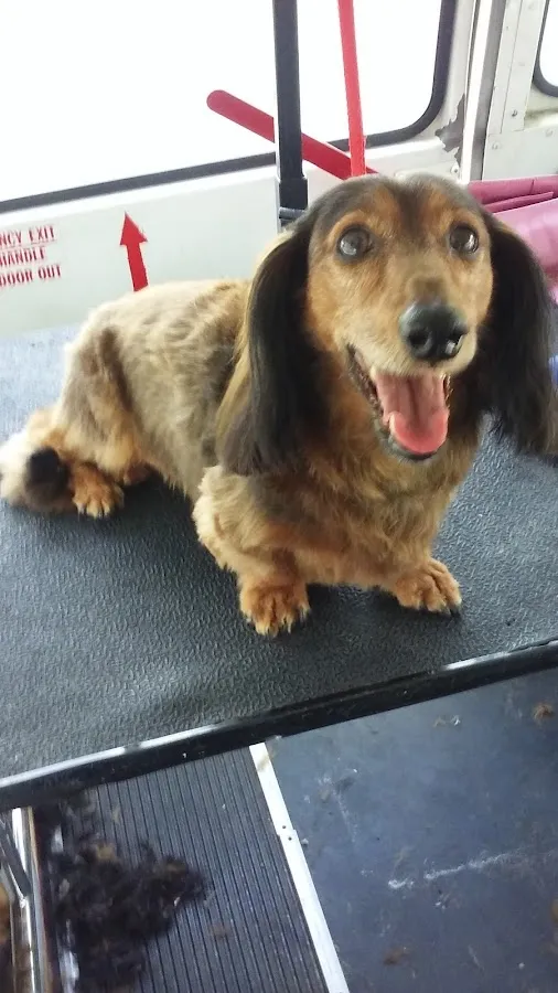 LJ's Pet Grooming & Services, llc photo 2